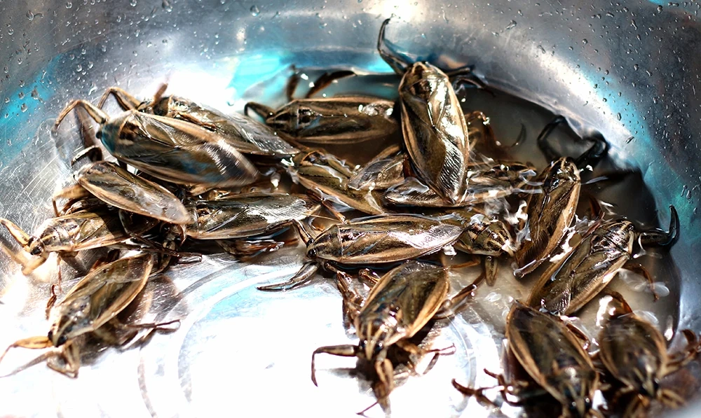 Độc lạ nghề nuôi côn trùng “hái vàng”