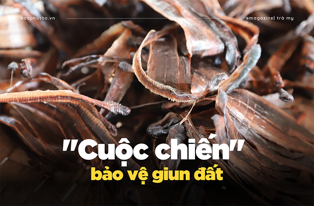 “Cuộc chiến” bảo vệ giun đất