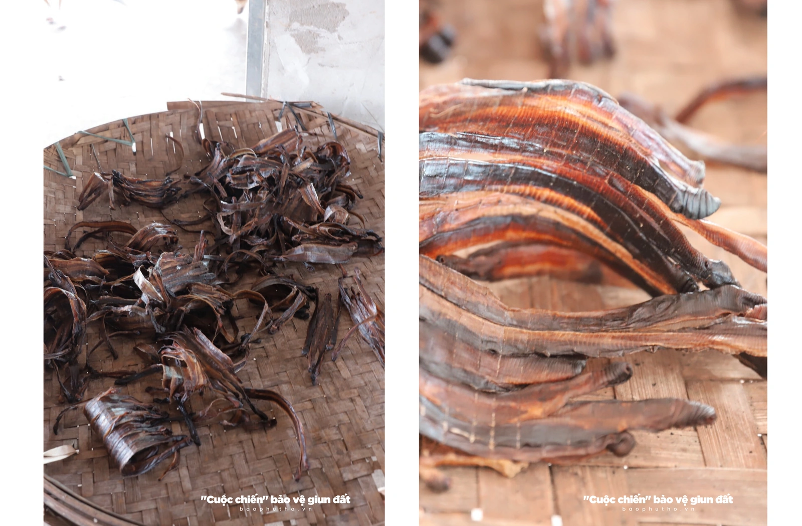“Cuộc chiến” bảo vệ giun đất