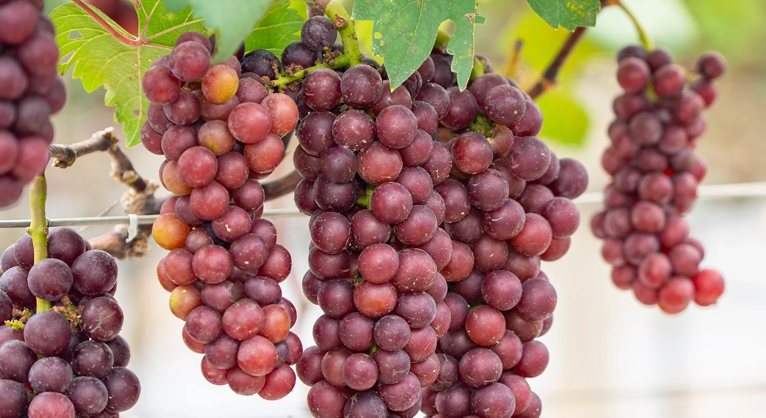 Vườn nho Lâm Thao – Điểm hút khách tại Phú Thọ