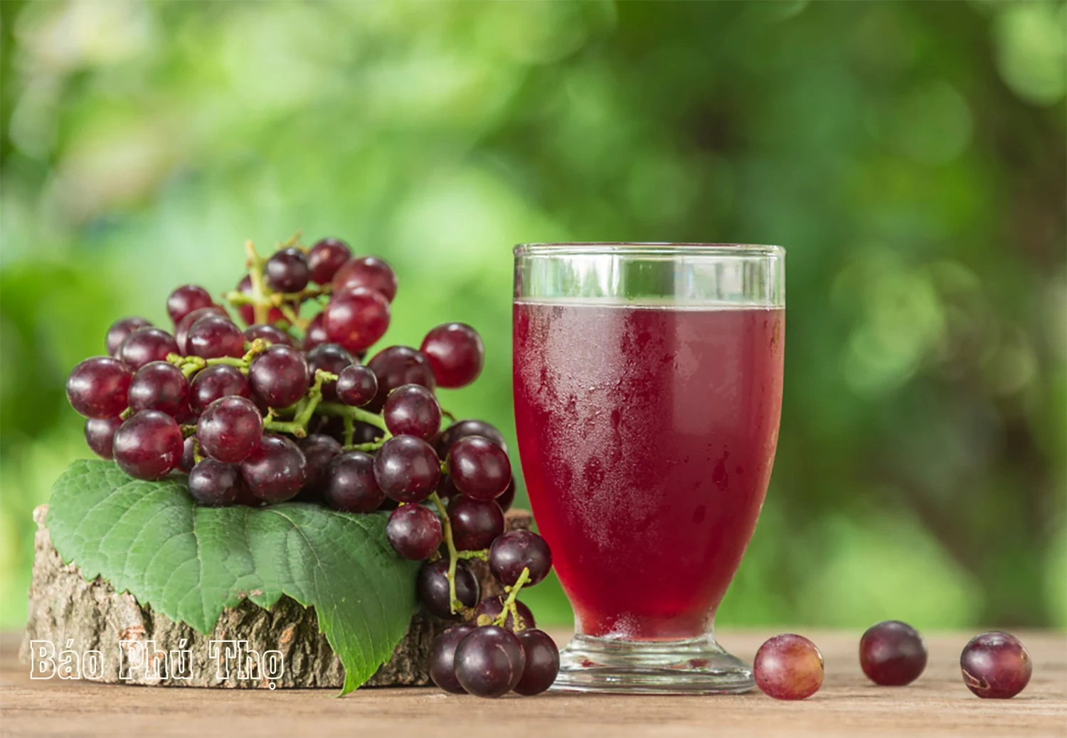 Vườn nho Lâm Thao – Điểm hút khách tại Phú Thọ