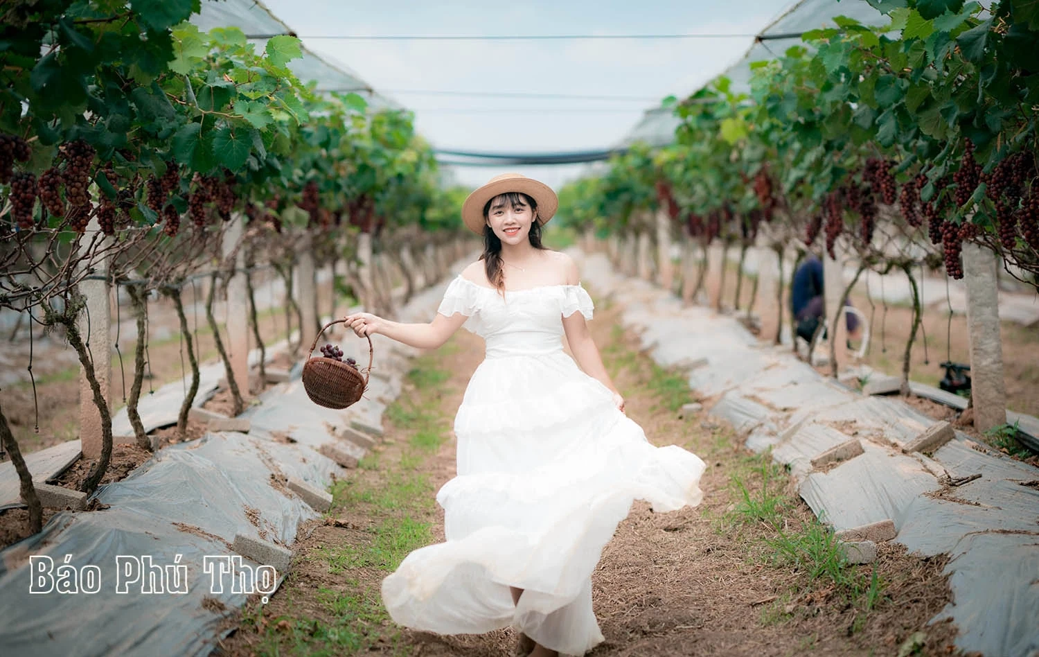 Vườn nho Lâm Thao – Điểm hút khách tại Phú Thọ