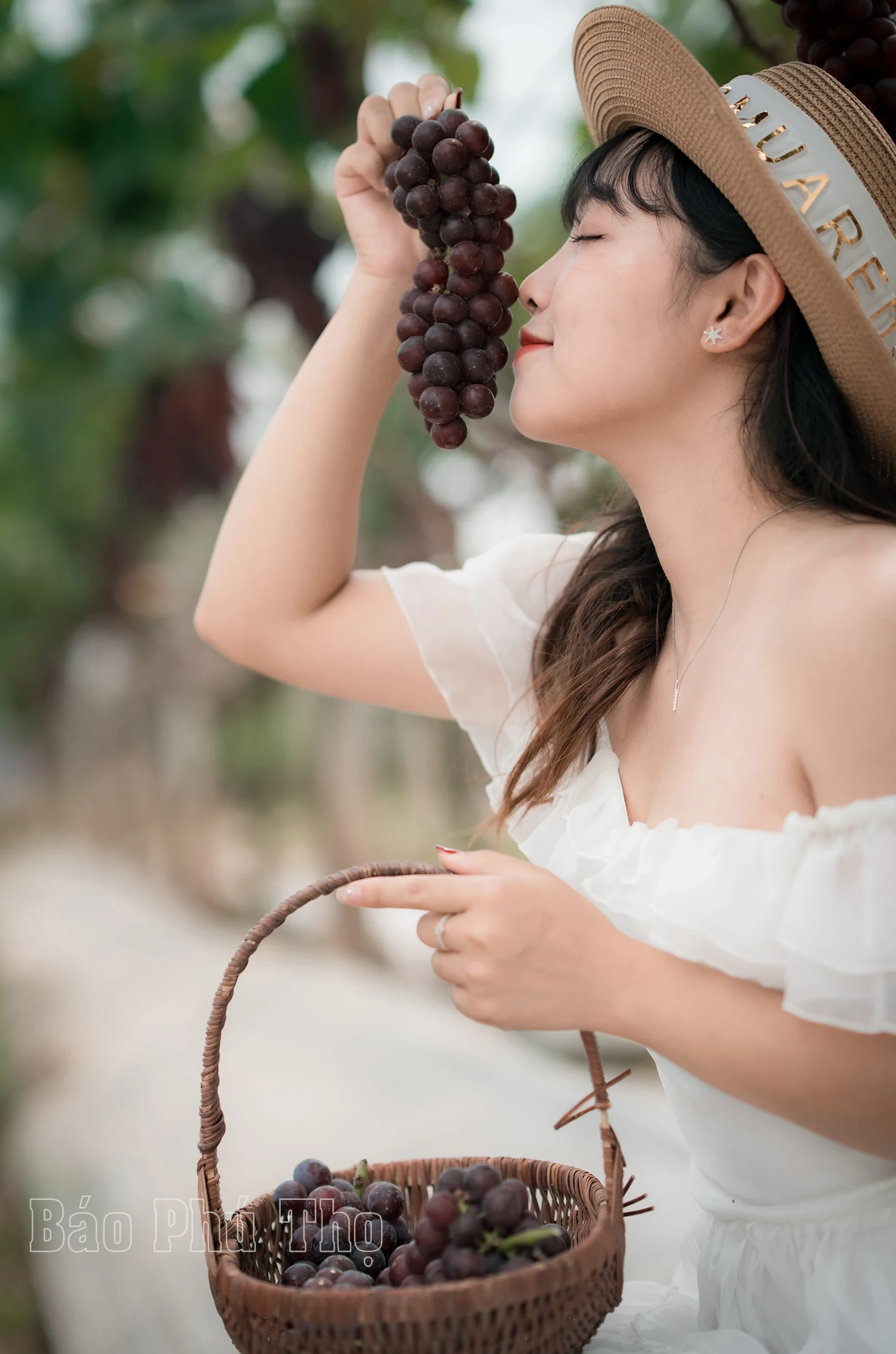 Vườn nho Lâm Thao – Điểm hút khách tại Phú Thọ