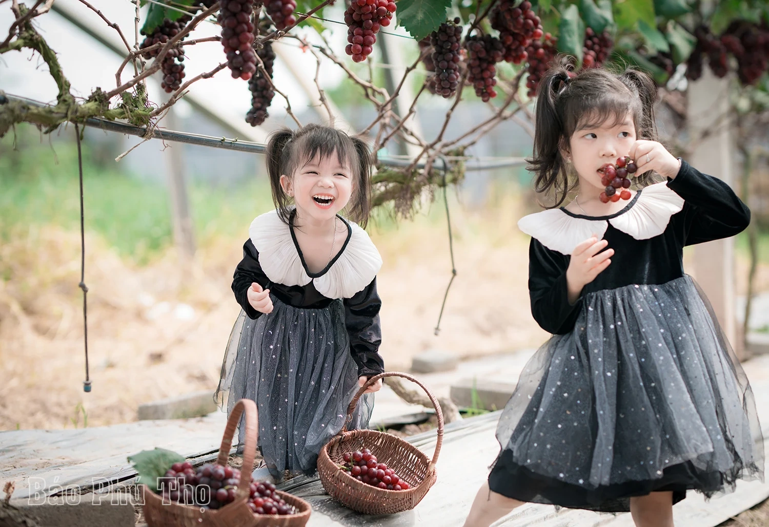 Vườn nho Lâm Thao – Điểm hút khách tại Phú Thọ