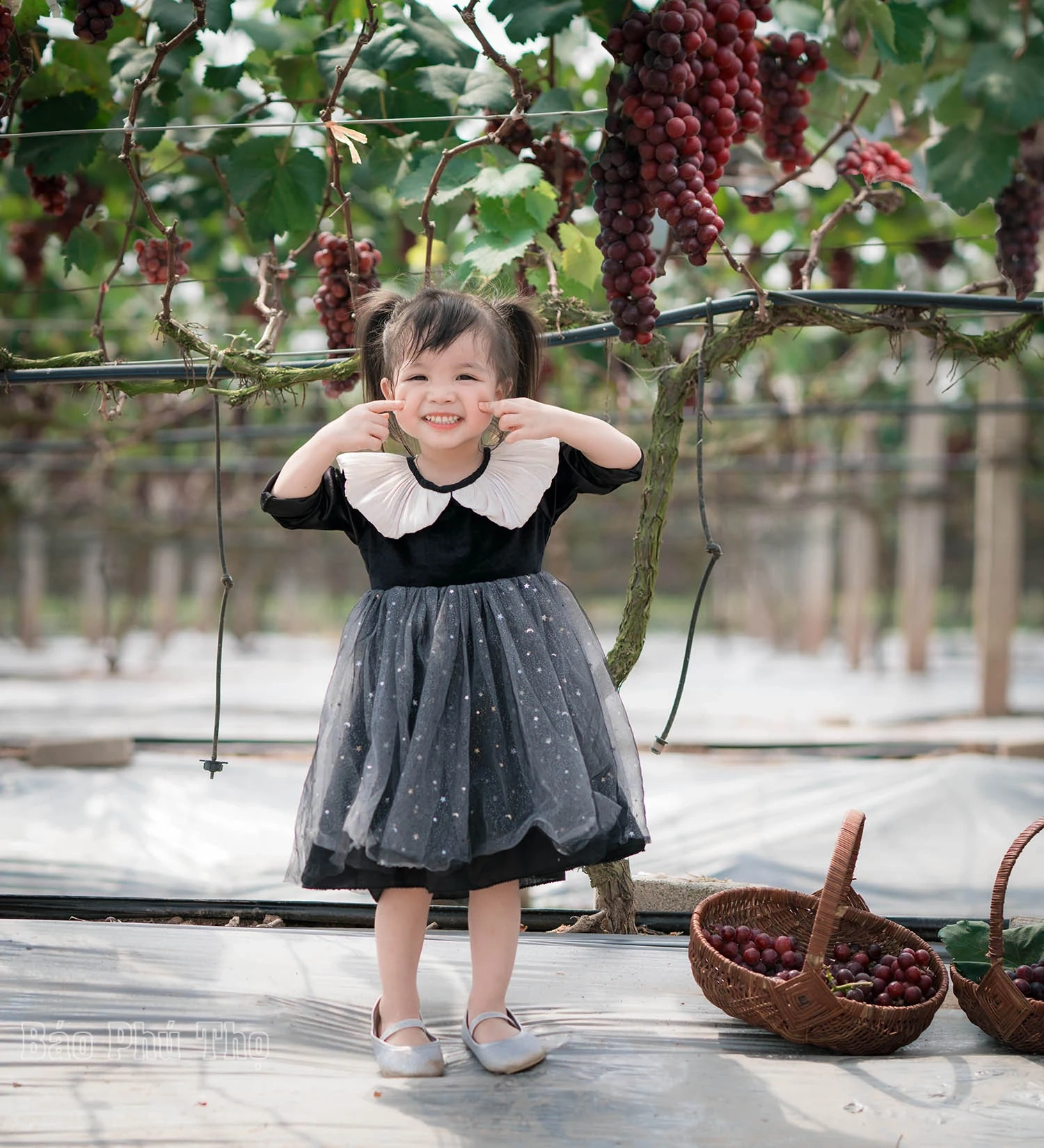 Vườn nho Lâm Thao – Điểm hút khách tại Phú Thọ