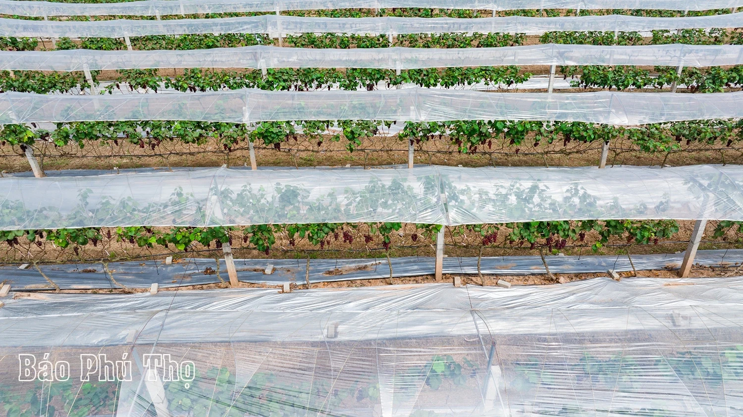 Vườn nho Lâm Thao – Điểm hút khách tại Phú Thọ