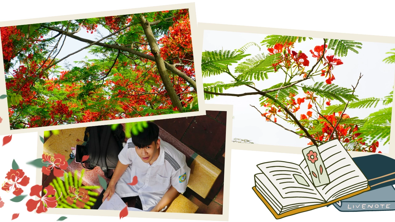 Thắm sắc hoa học trò