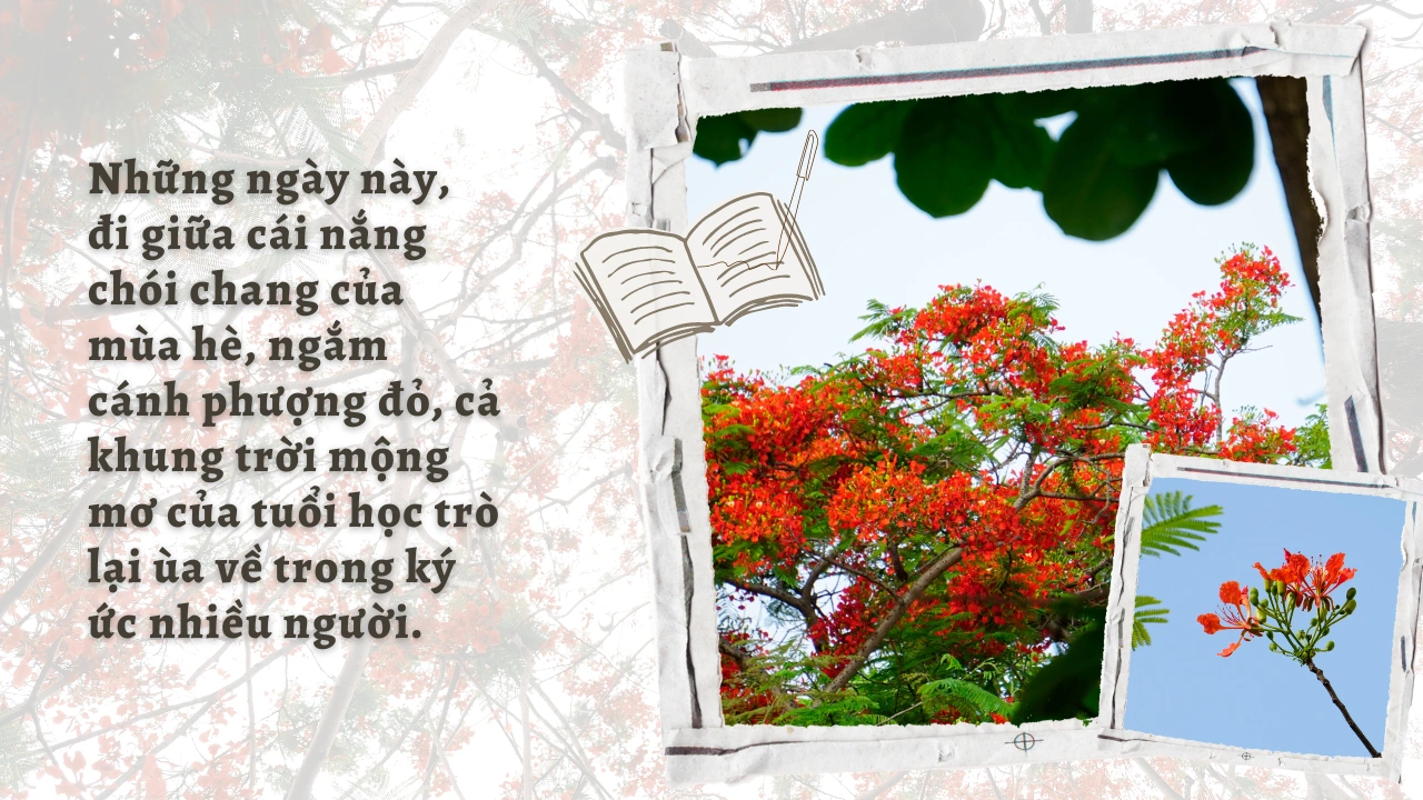 Thắm sắc hoa học trò