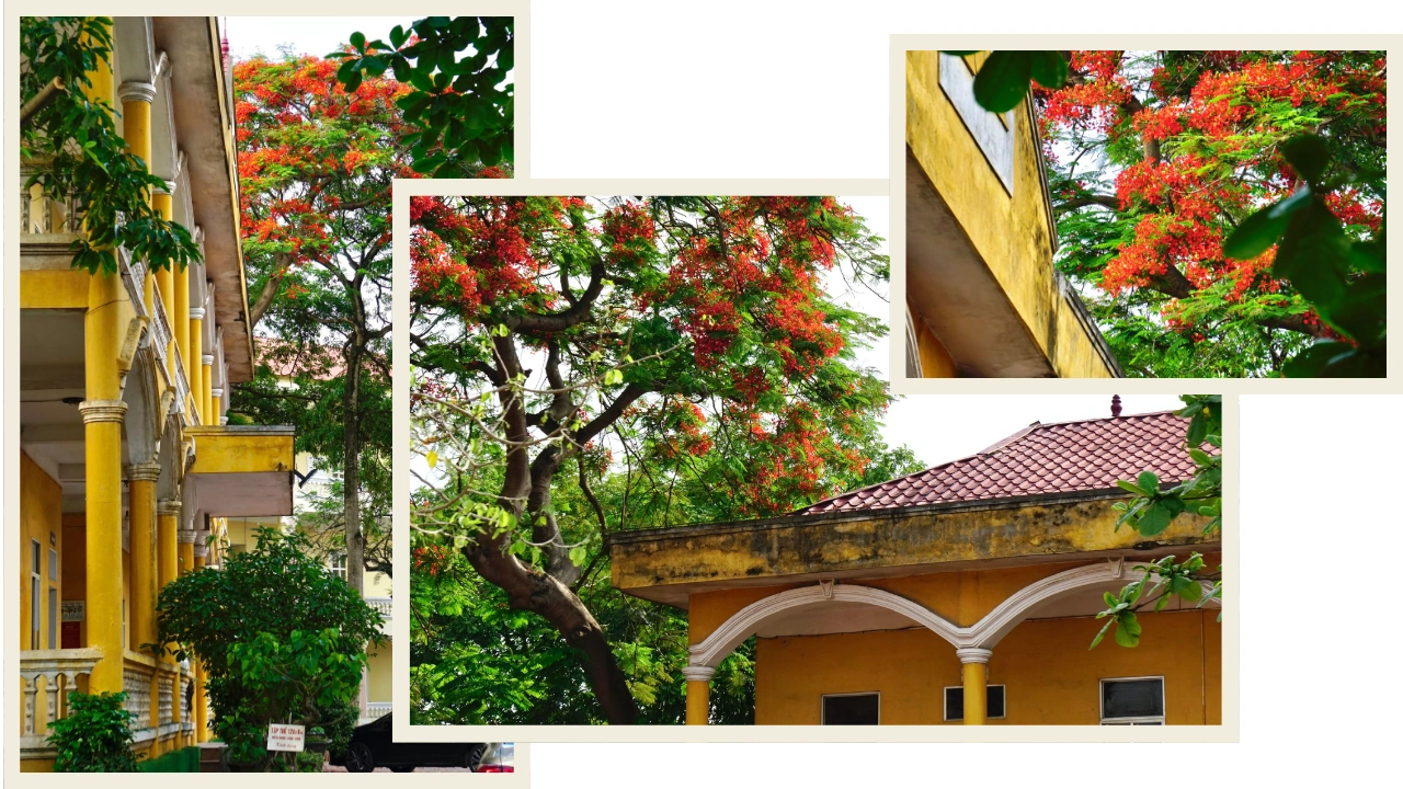 Thắm sắc hoa học trò