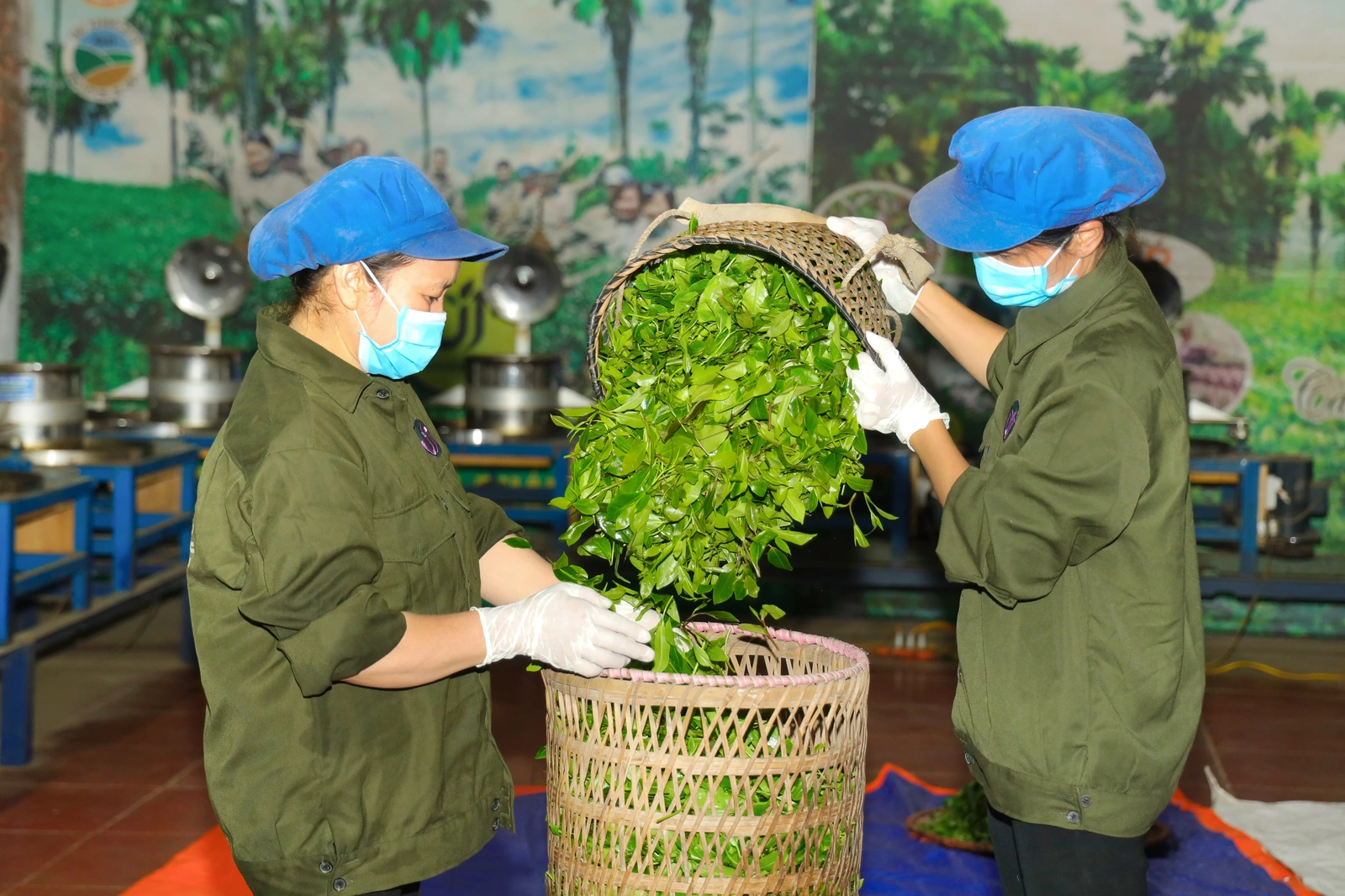 Kỳ II: Thanh Ba đưa thương hiệu chè phát triển bền vững