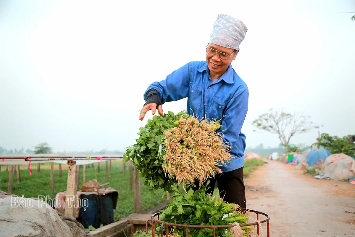 Bức tranh đa sắc màu trên cánh đồng Tứ Xã