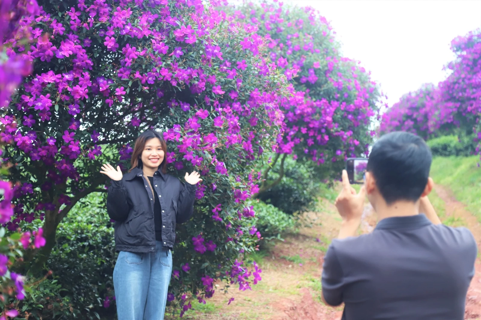 Hoa mua nhuộm tím nông trường chè