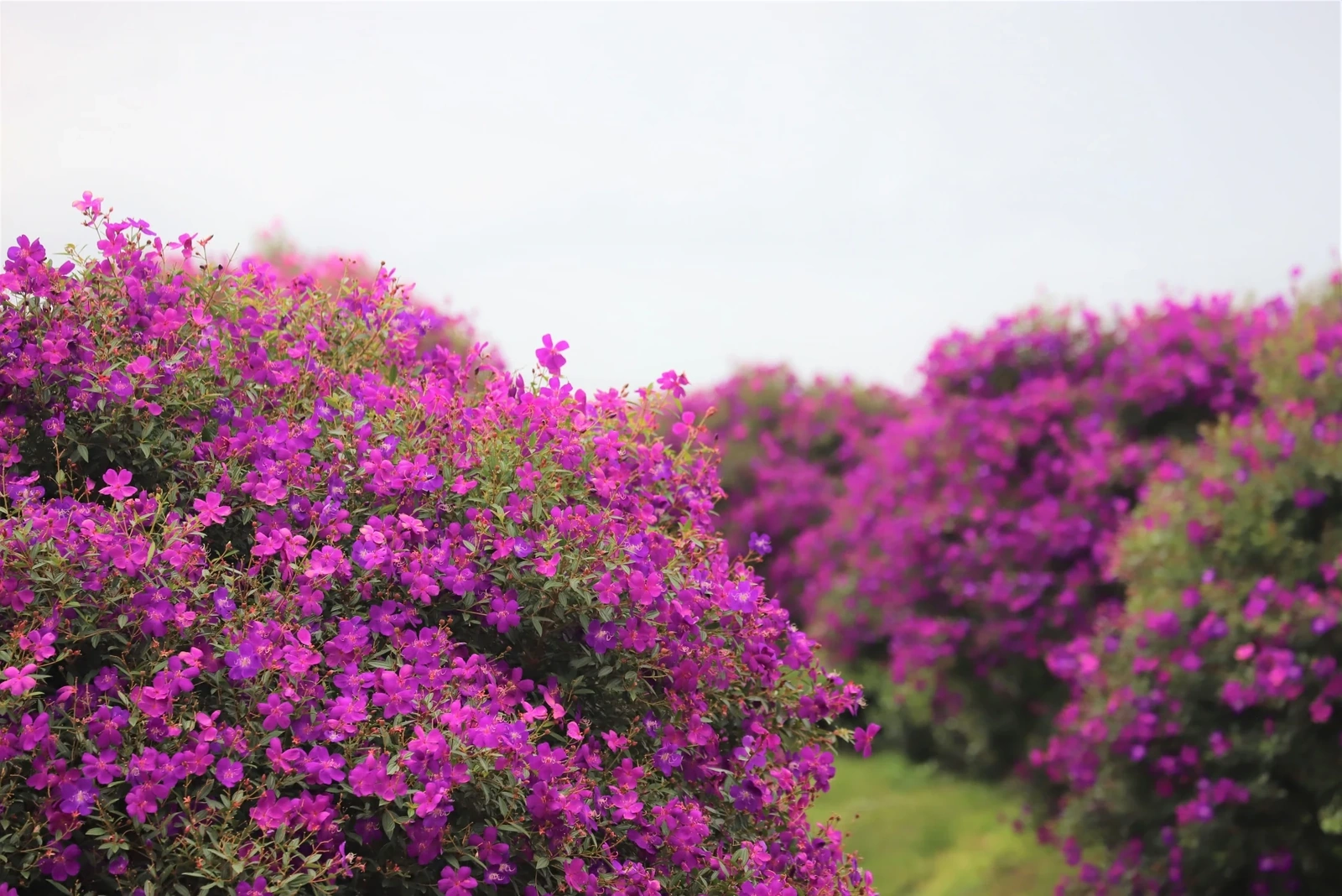 Hoa mua nhuộm tím nông trường chè