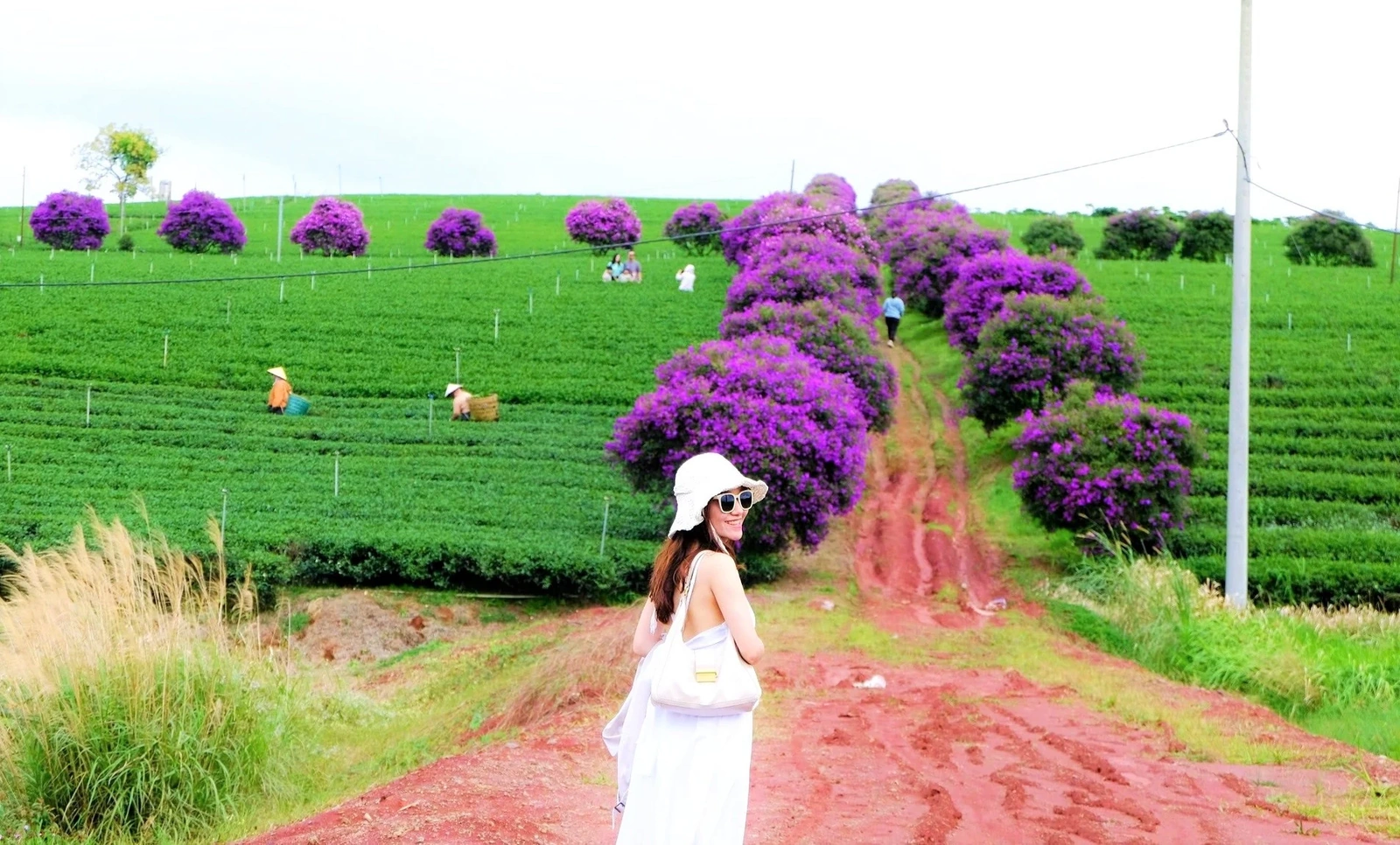 Hoa mua nhuộm tím nông trường chè