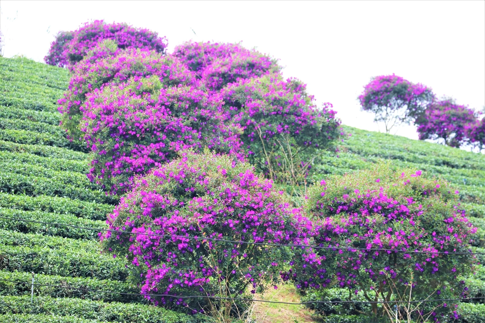 Hoa mua nhuộm tím nông trường chè