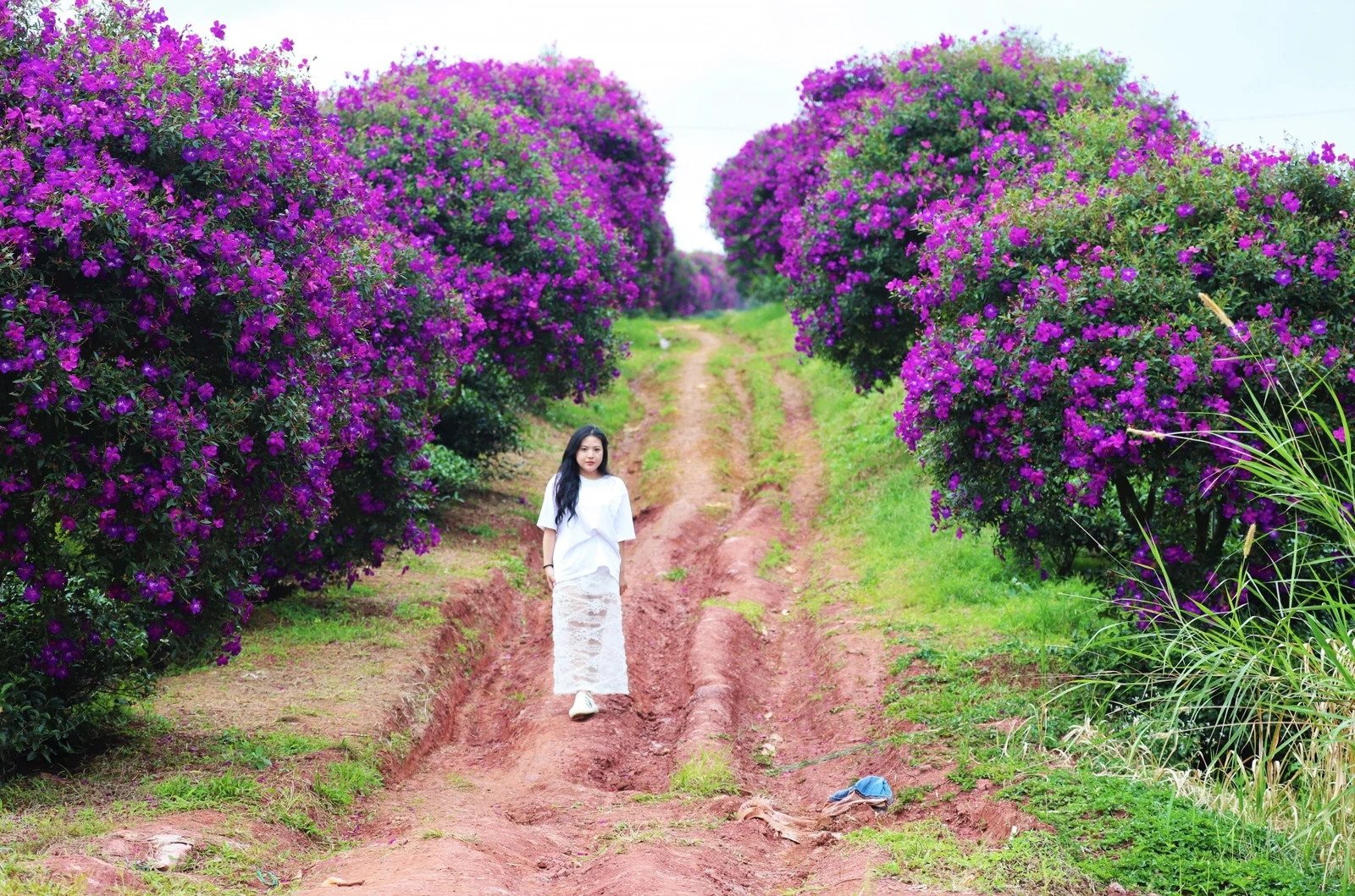 Hoa mua nhuộm tím nông trường chè