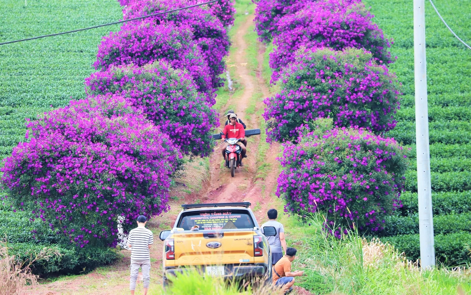 Hoa mua nhuộm tím nông trường chè