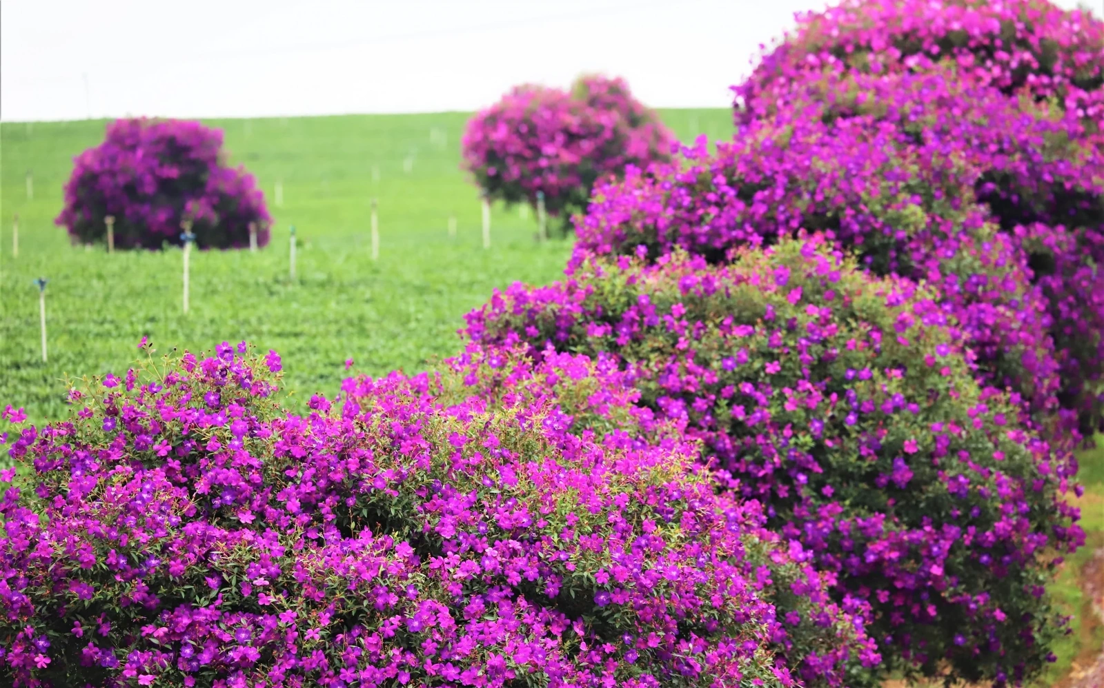 Hoa mua nhuộm tím nông trường chè