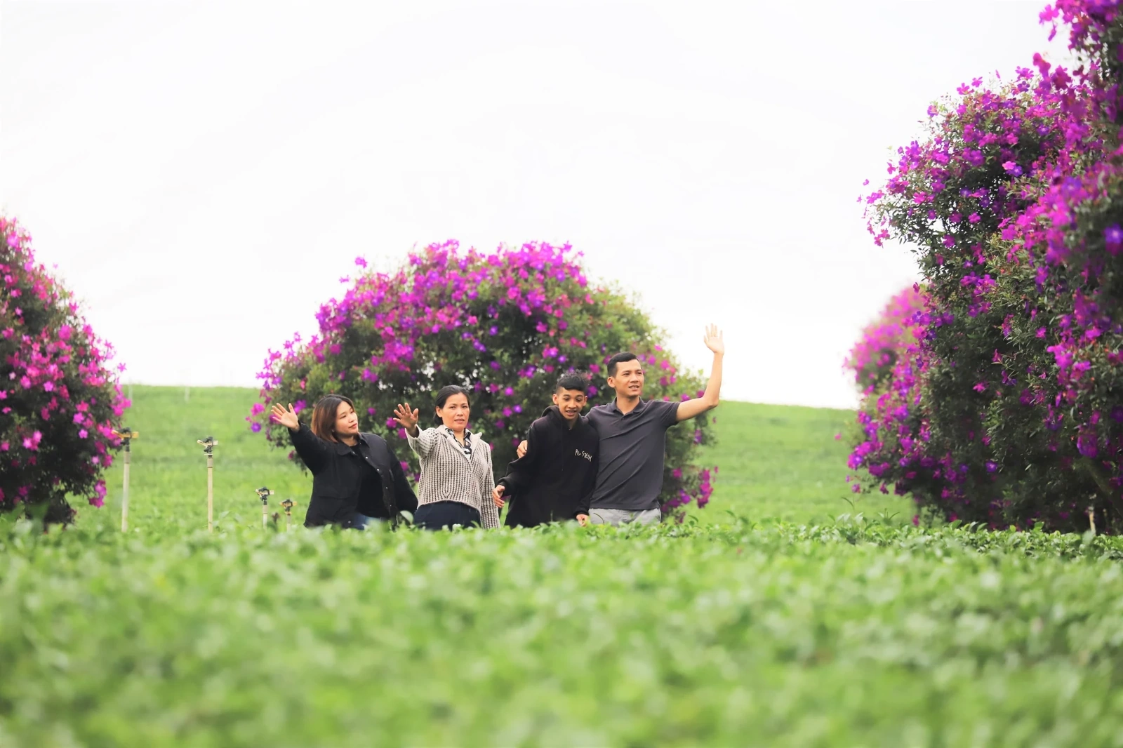 Hoa mua nhuộm tím nông trường chè