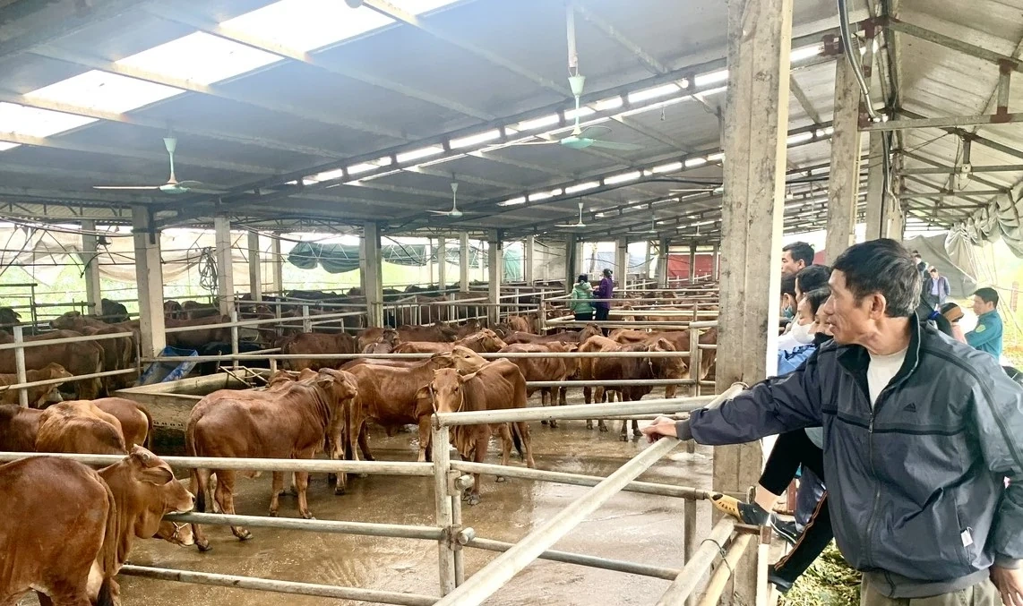 Bàn giao bò giống sinh sản cho cộng đồng dân cư xã Tiên Kiên