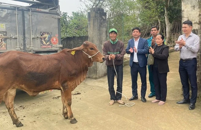 Bàn giao bò giống sinh sản cho cộng đồng dân cư xã Tiên Kiên