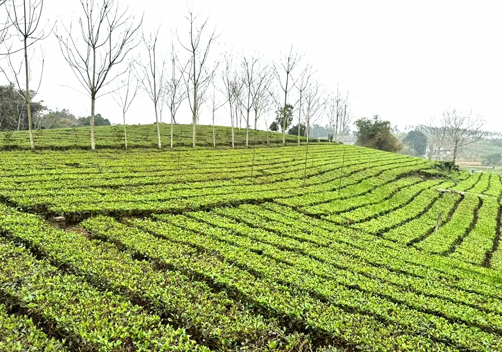 Enhancing the Quality of New Rural Development Criteria