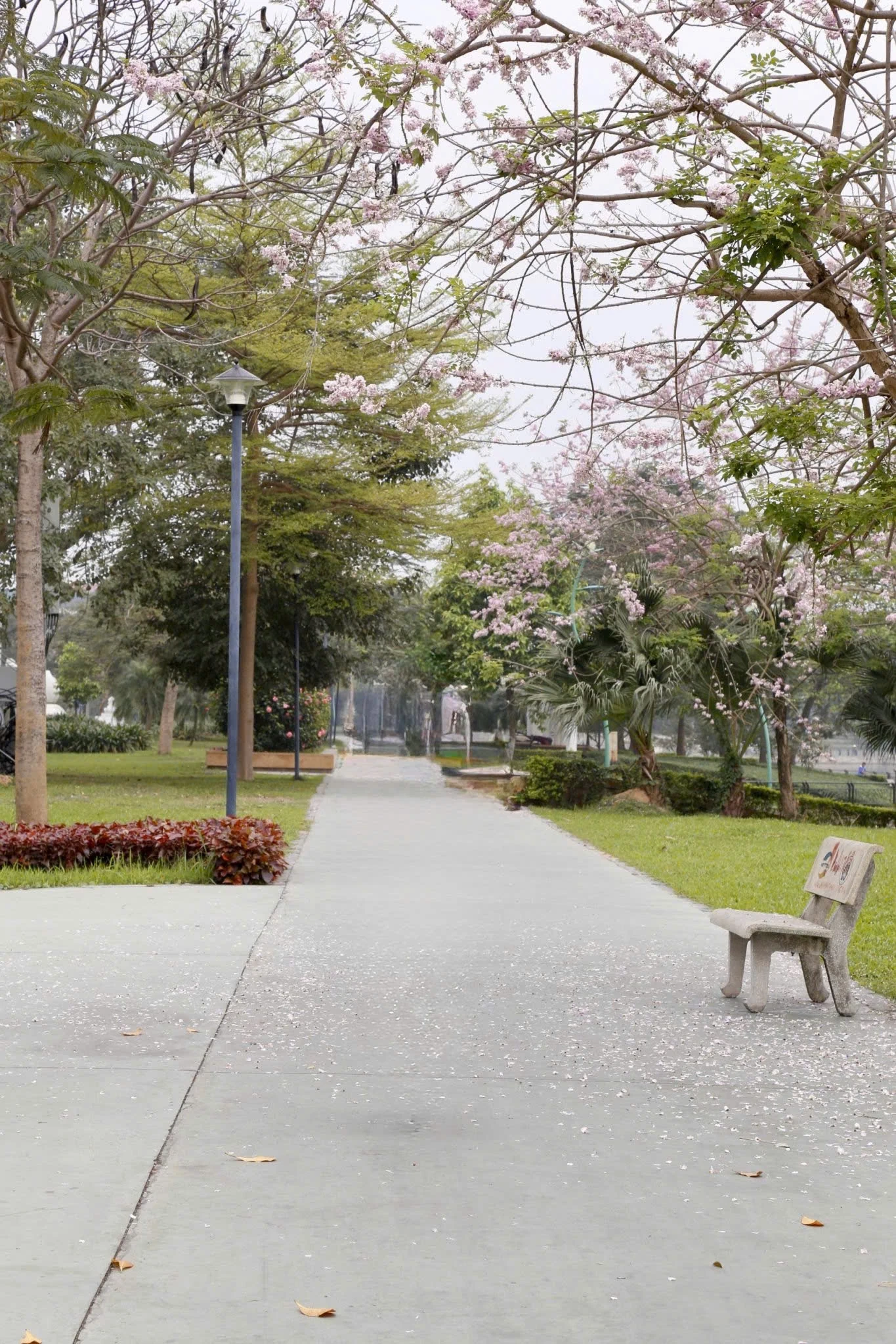 Sắc hoa trên phố