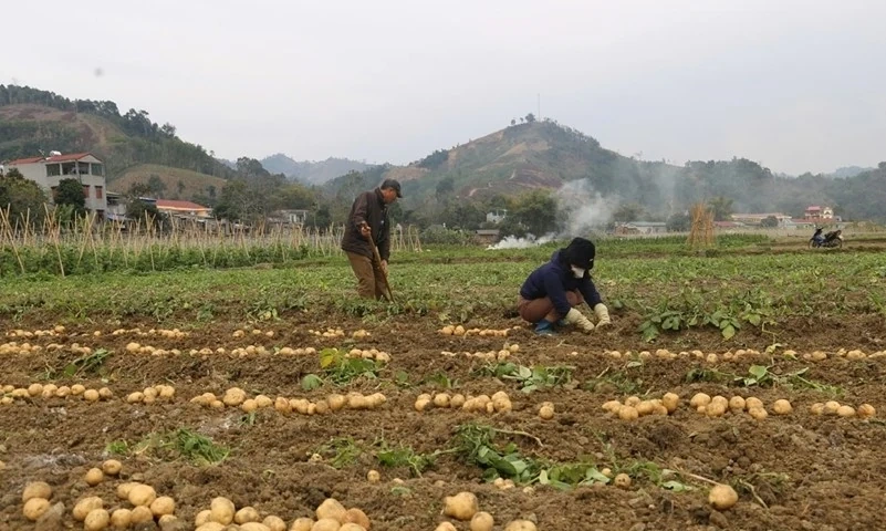 Dự án Hỗ trợ sản xuất giúp đồng bào DTTS thoát nghèo bền vững