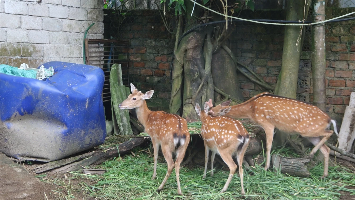 Nuôi hươu sao ở các huyện miền núi Quảng Nam - Tín hiệu mới về một sinh kế lâu dài