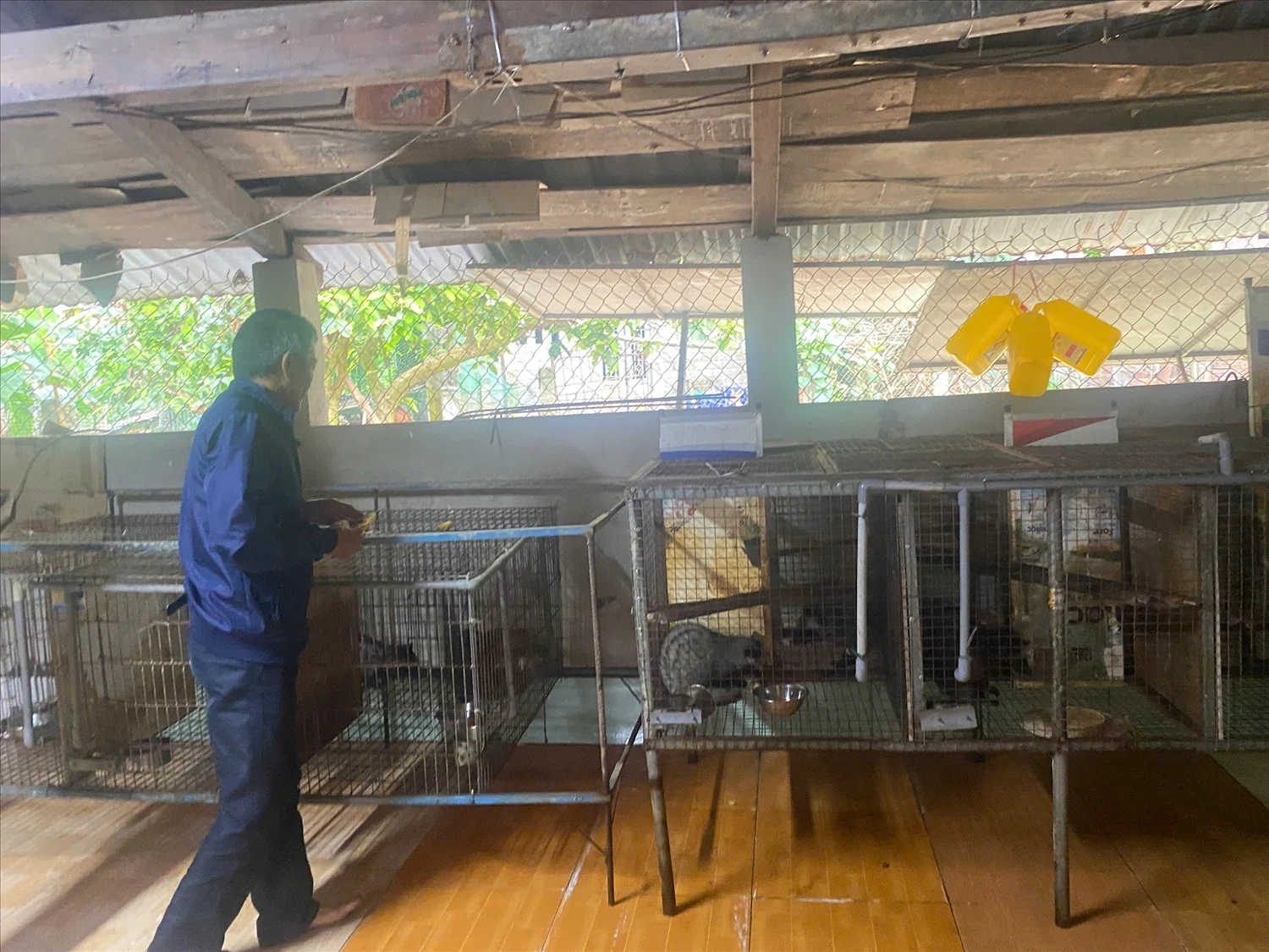 Nuôi hươu sao ở các huyện miền núi Quảng Nam - Tín hiệu mới về một sinh kế lâu dài