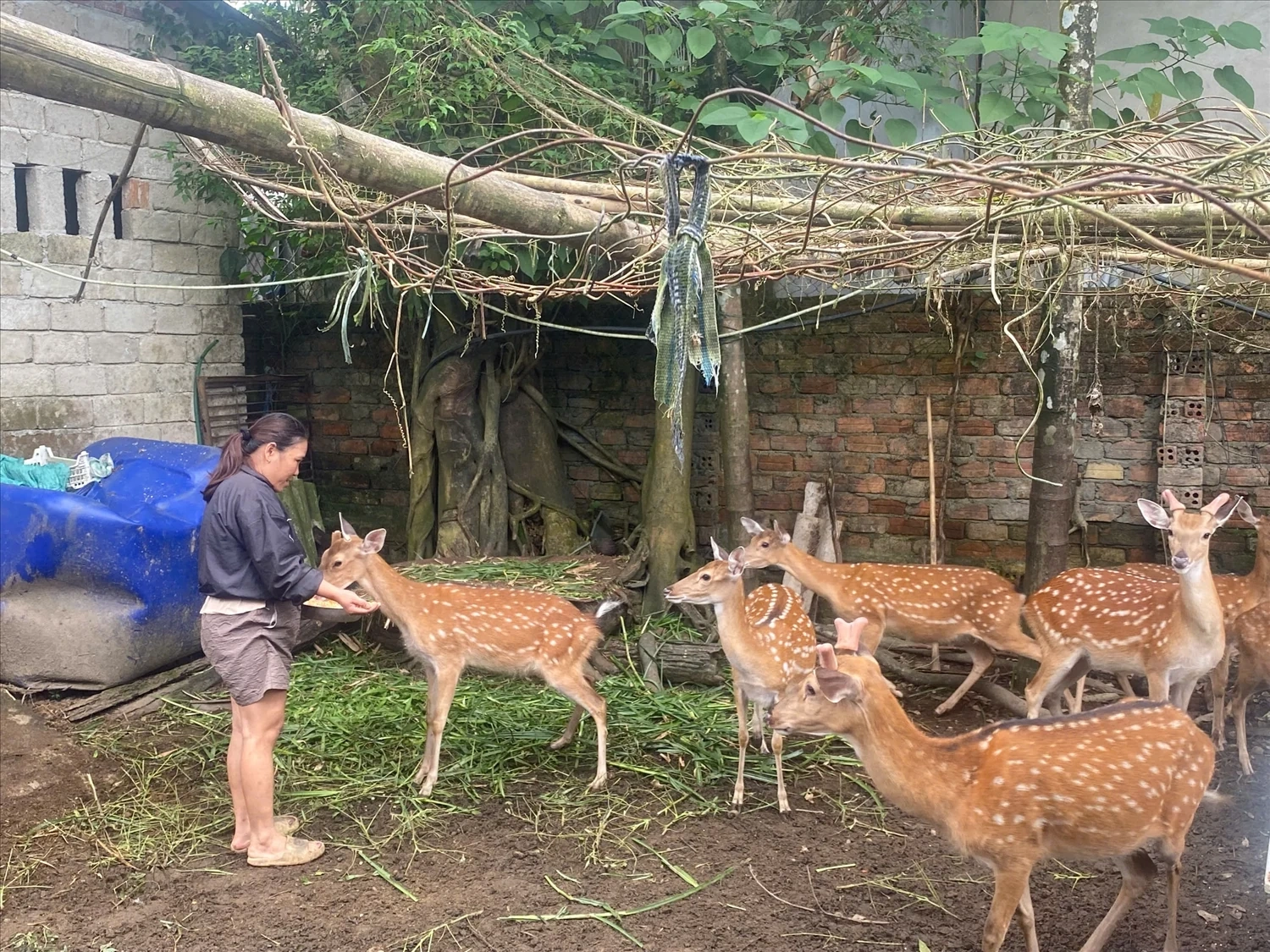 Nuôi hươu sao ở các huyện miền núi Quảng Nam - Tín hiệu mới về một sinh kế lâu dài