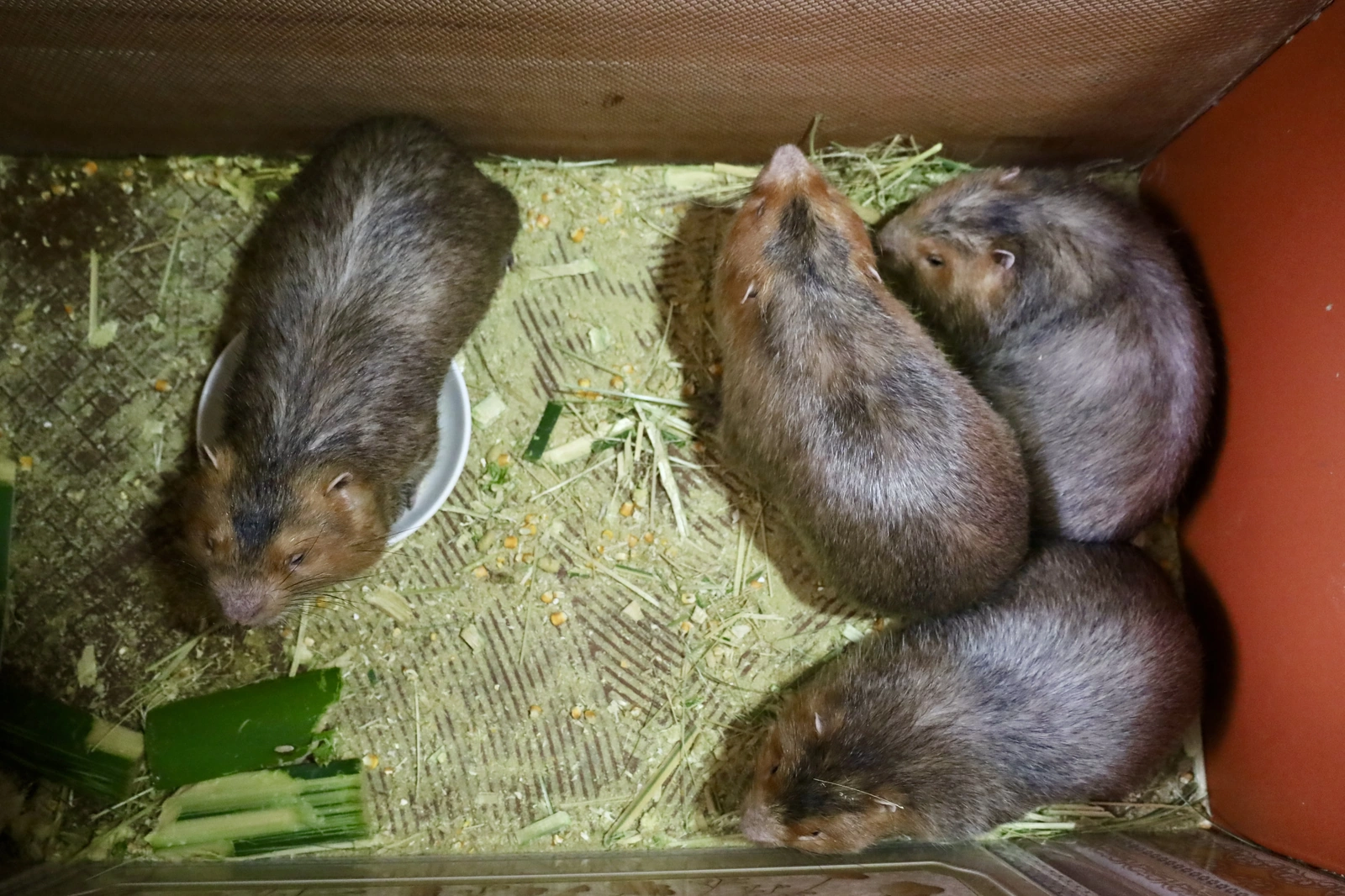 Đa dạng mô hình phát triển kinh tế ở Văn Lang