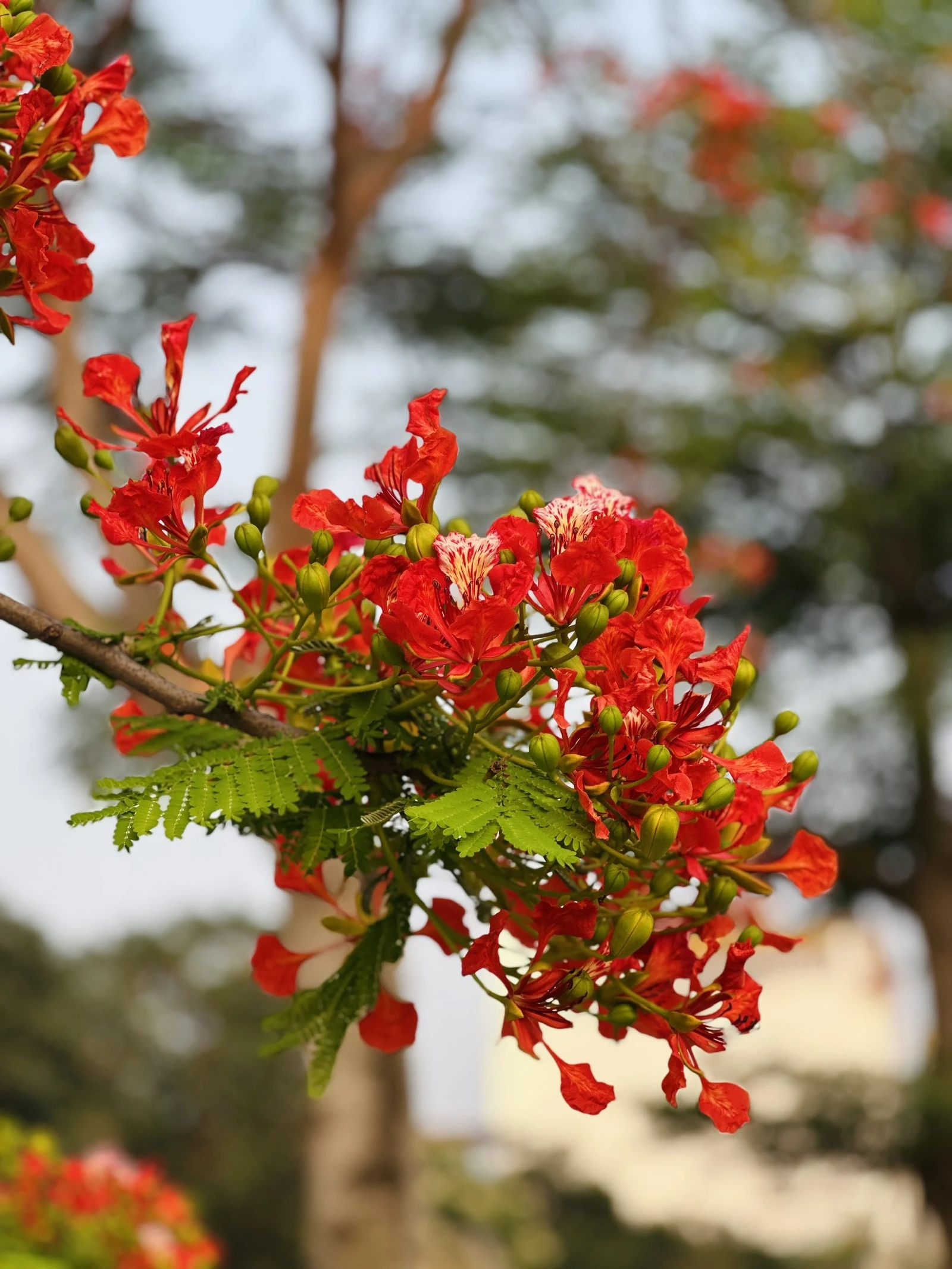 Những cánh phượng đầu mùa