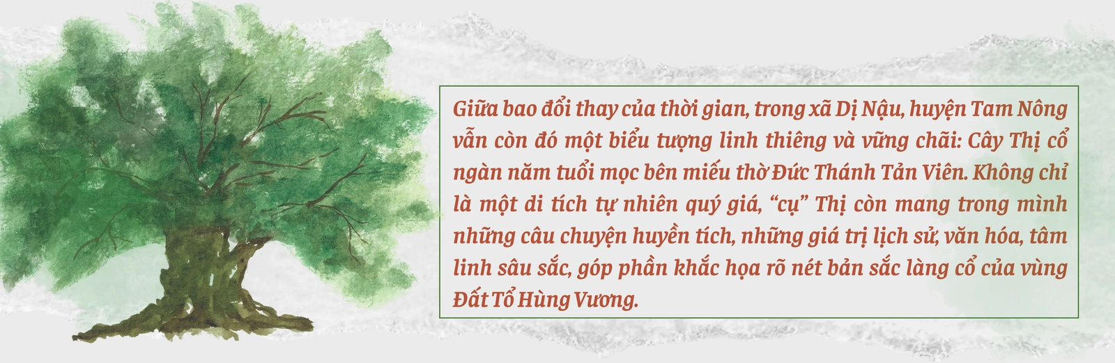 Cây Thị ngàn năm tuổi - Chứng nhân sống của một làng quê