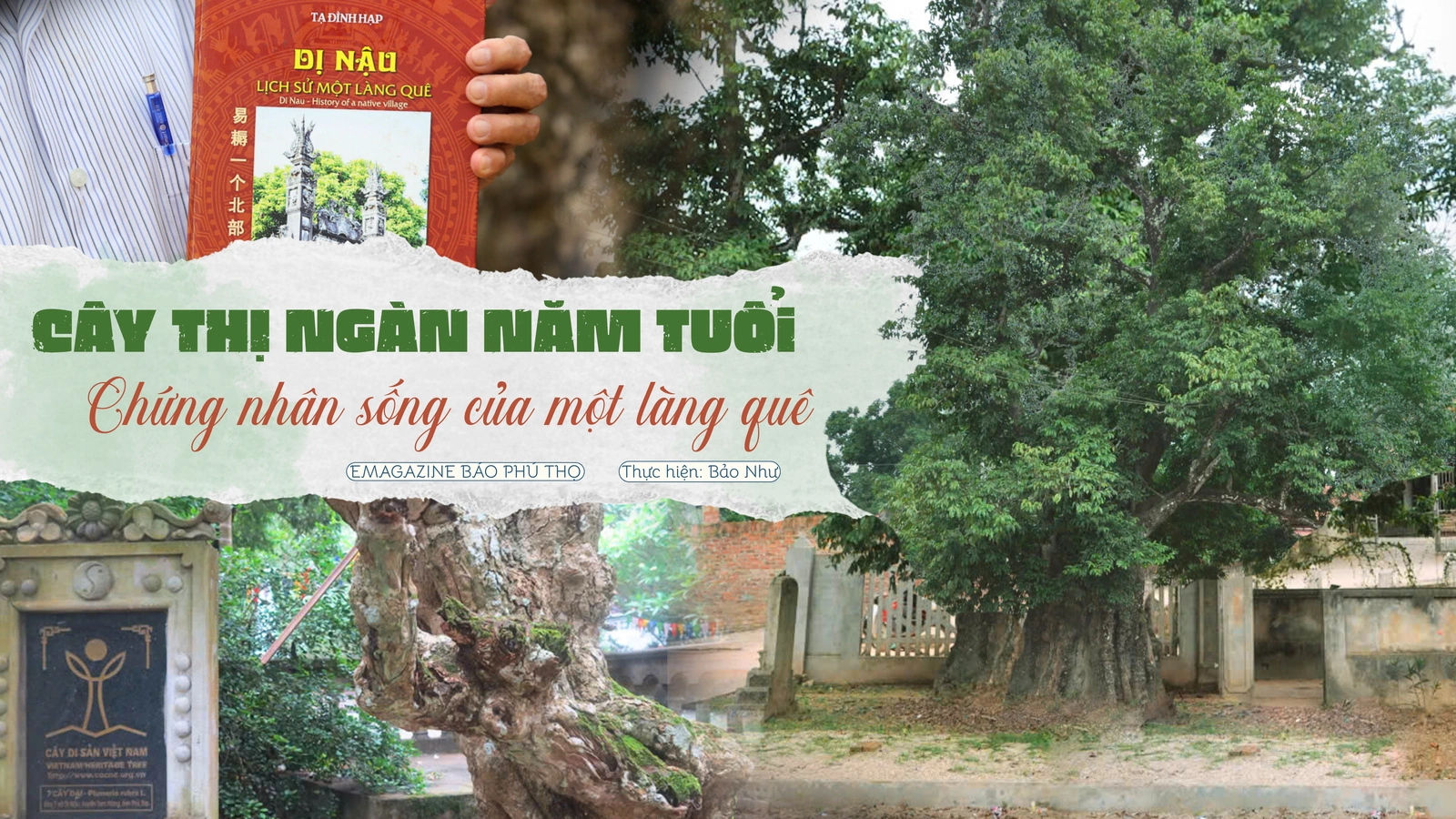 Cây Thị ngàn năm tuổi - Chứng nhân sống của một làng quê