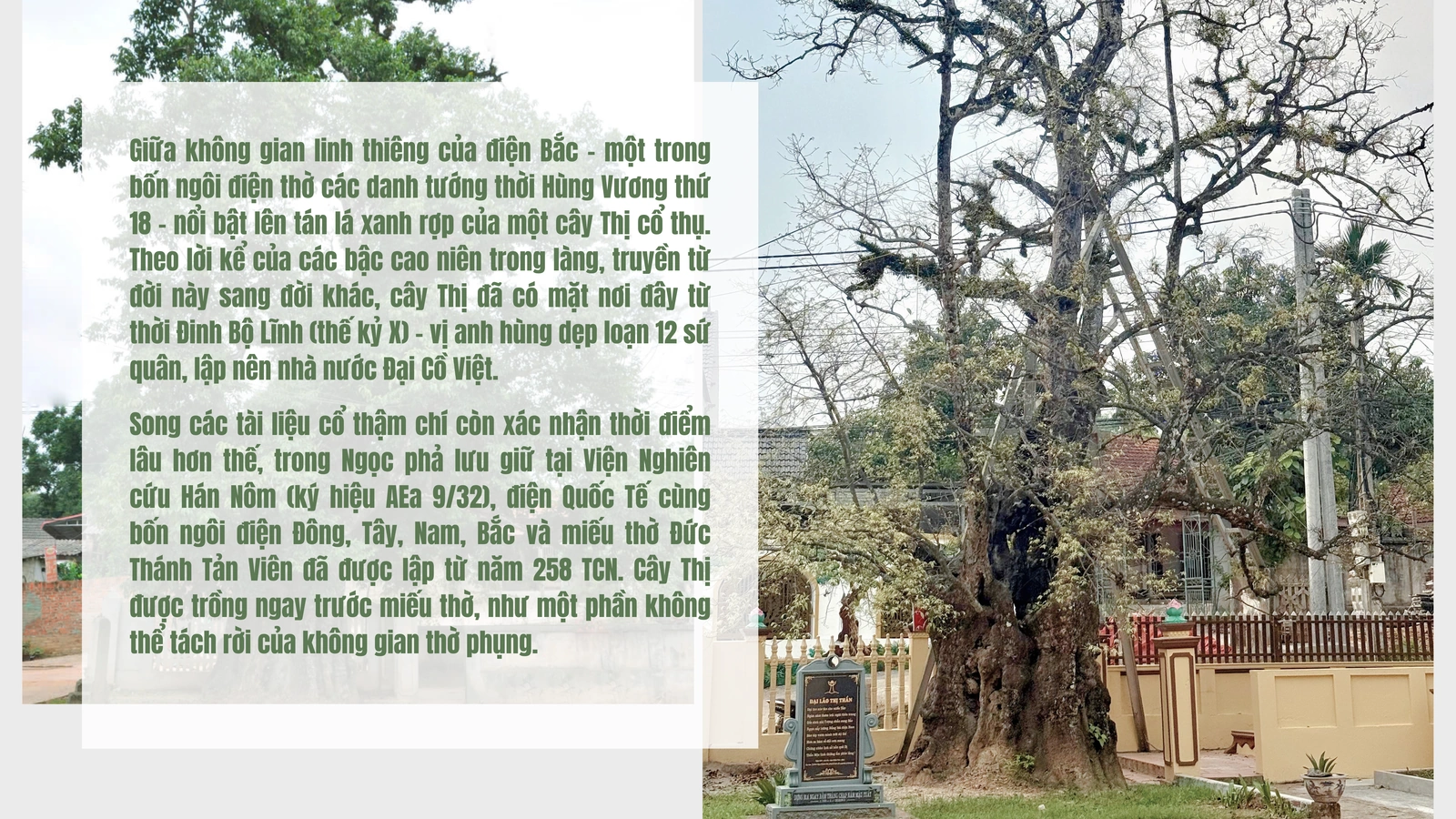 Cây Thị ngàn năm tuổi - Chứng nhân sống của một làng quê