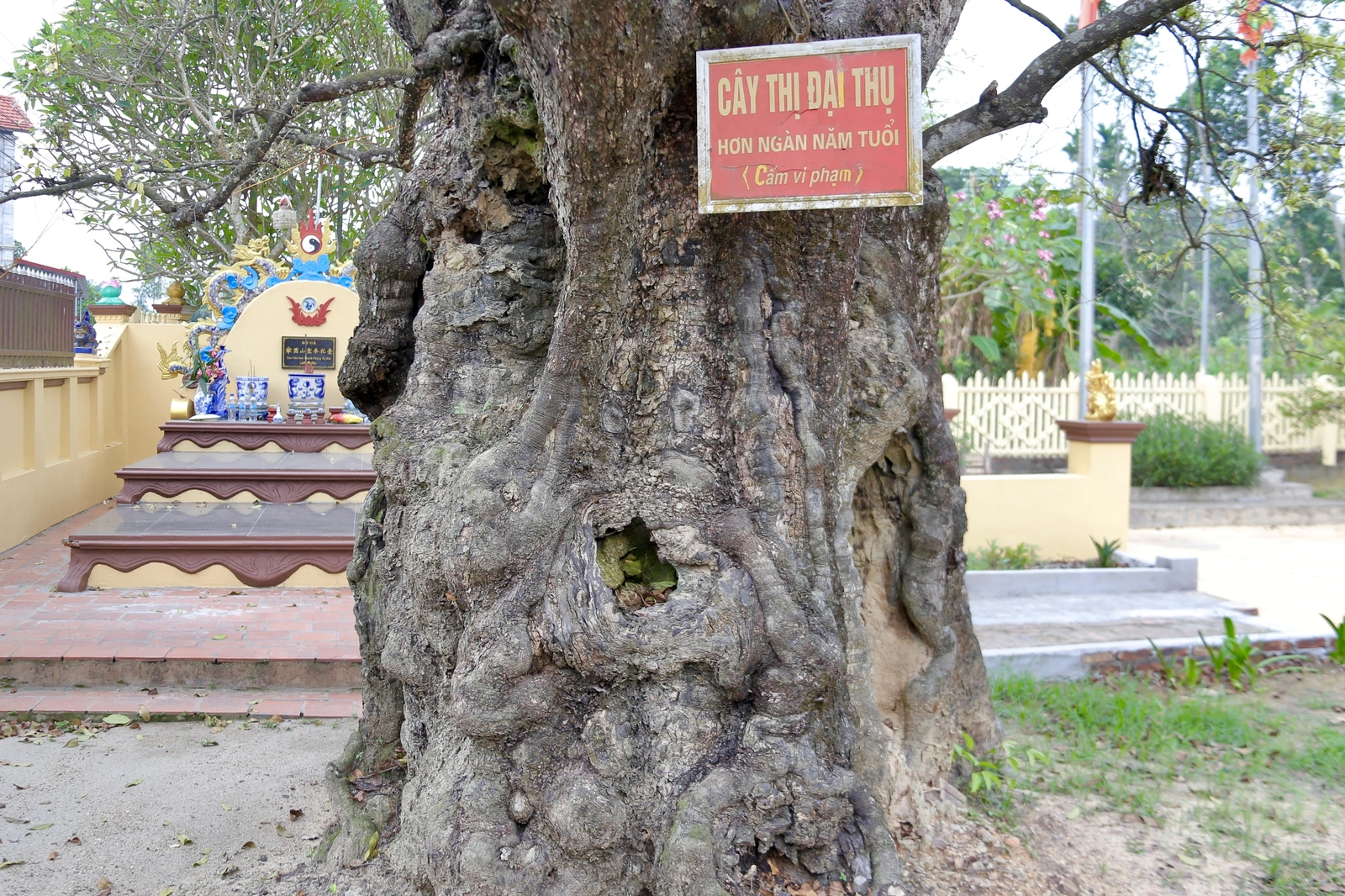 Cây Thị ngàn năm tuổi - Chứng nhân sống của một làng quê