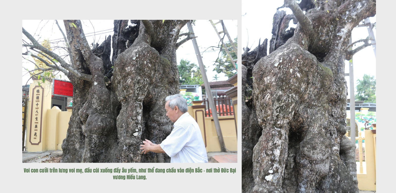 Cây Thị ngàn năm tuổi - Chứng nhân sống của một làng quê