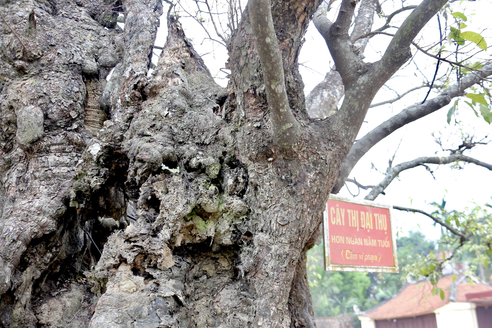 Cây Thị ngàn năm tuổi - Chứng nhân sống của một làng quê