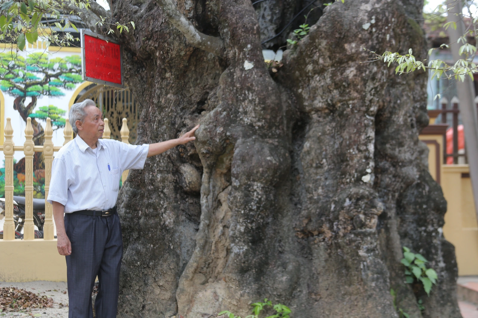 Cây Thị ngàn năm tuổi - Chứng nhân sống của một làng quê