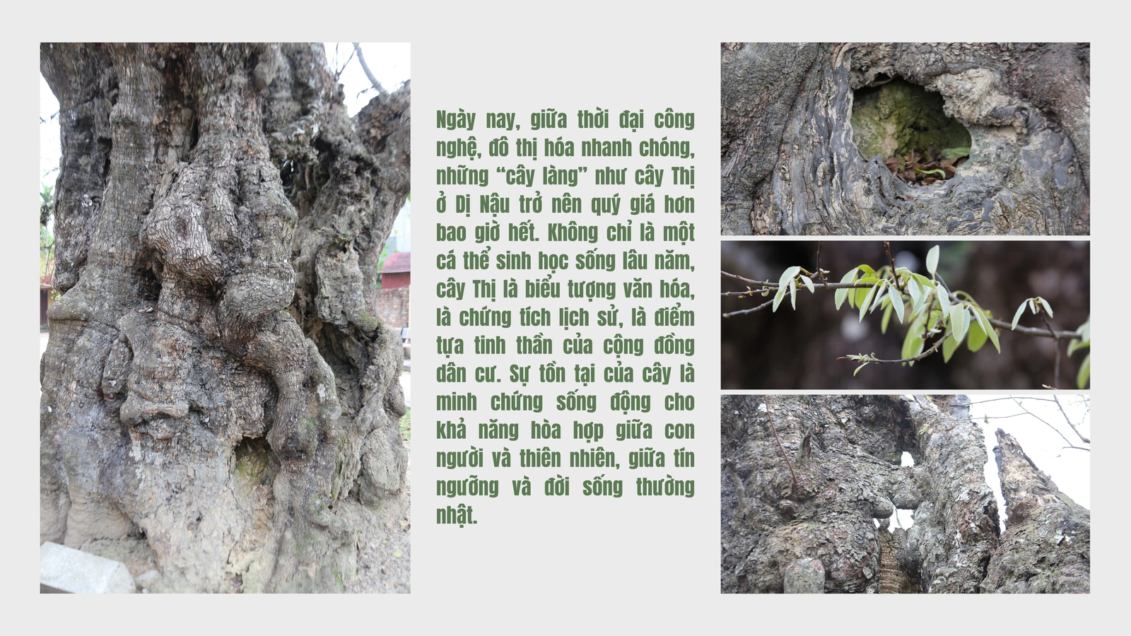 Cây Thị ngàn năm tuổi - Chứng nhân sống của một làng quê