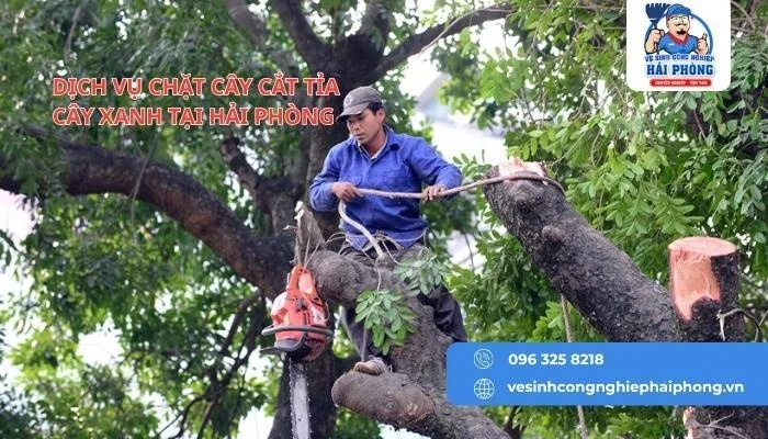 HOANGHUYCLEAN Dịch vụ cắt cây tỉa cảnh tại Hải Phòng chuyên nghiệp