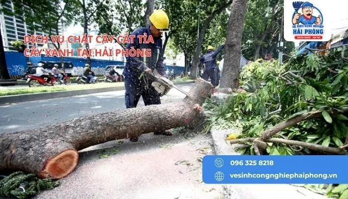 HOANGHUYCLEAN Dịch vụ cắt cây tỉa cảnh tại Hải Phòng chuyên nghiệp