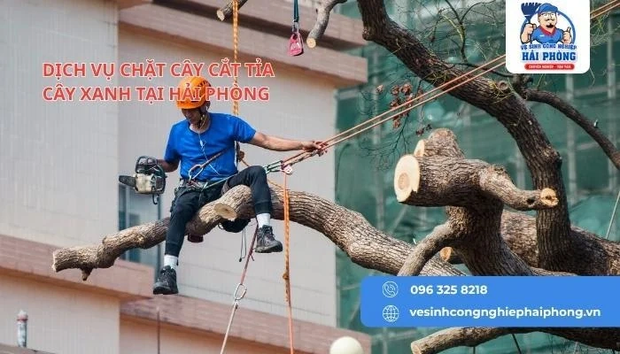 HOANGHUYCLEAN Dịch vụ cắt cây tỉa cảnh tại Hải Phòng chuyên nghiệp