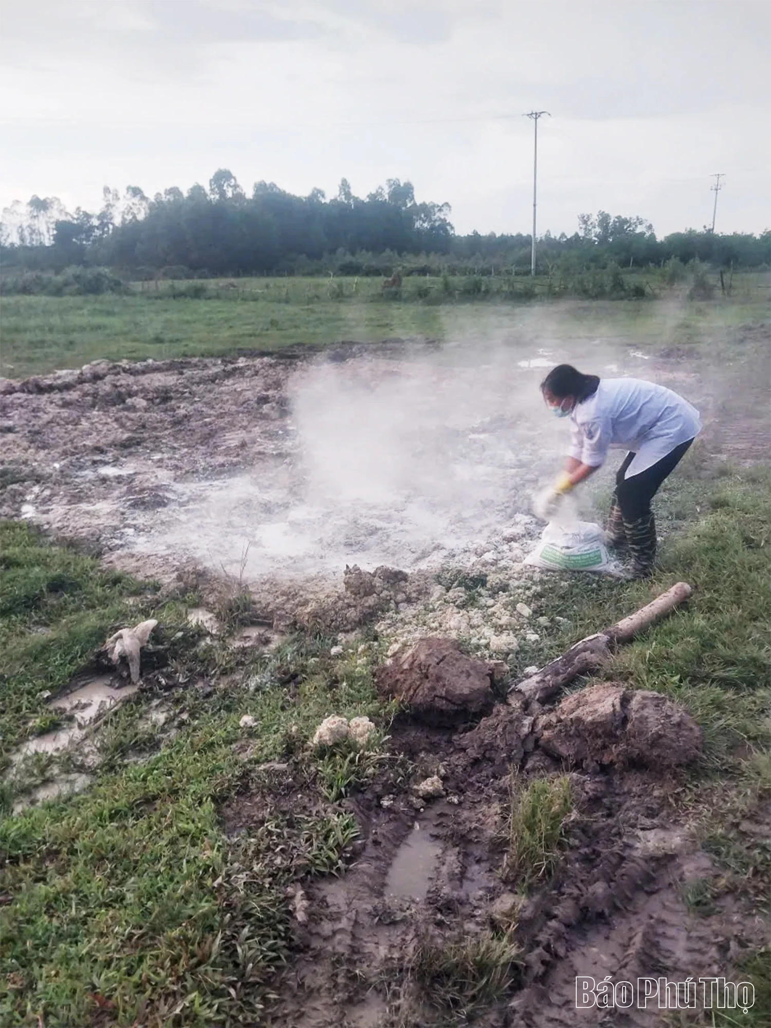 Triển khai cấp bách các giải pháp phòng, xử lý dịch bệnh Dịch tả lợn châu Phi