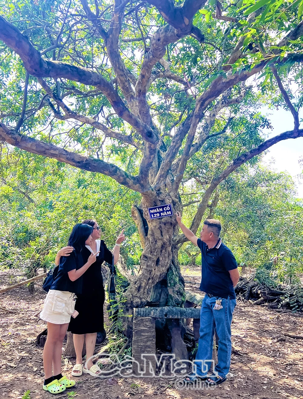 Mùa nhãn chín trên đất Giồng ven biển