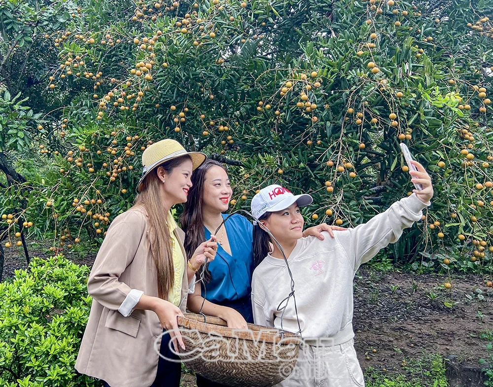 Mùa nhãn chín trên đất Giồng ven biển