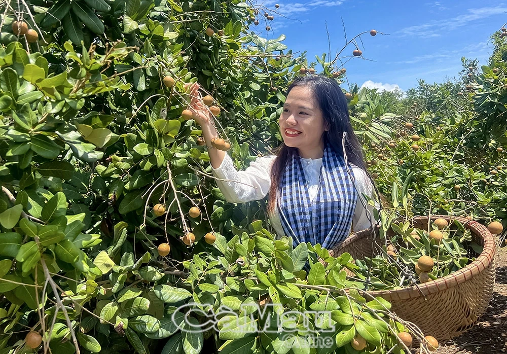 Mùa nhãn chín trên đất Giồng ven biển