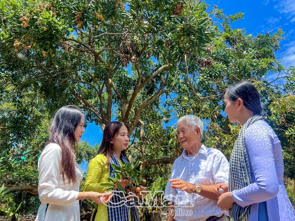 Mùa nhãn chín trên đất Giồng ven biển