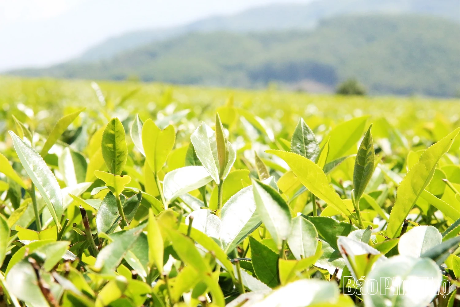 Về Yên Sơn nghe hương trà “kể chuyện”